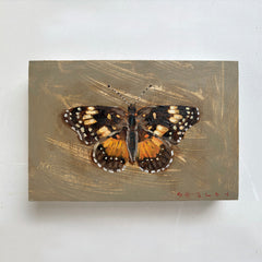 Bordered Patch Butterfly