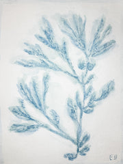 Blue Sea Kelp No. 3