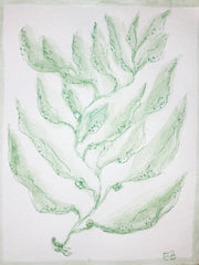 Green Sea Kelp No. 2