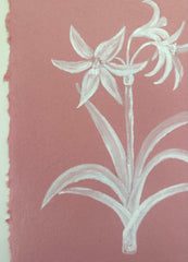 Crinum Lily 'Stars and Stripes'