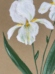 Douglas Iris