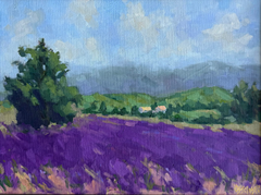 Lavender in the Luberon