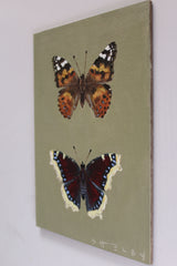 Painted Lady & Mourning Cloak