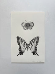 Western Pygmy Blue & Tiger Swallowtail Butterfly