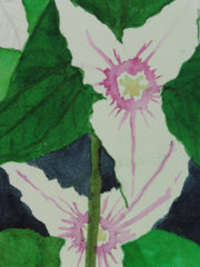 Painted Trillium Quartet