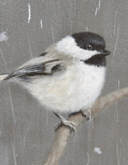 You Want to Play? (Carolina Chickadee) - Jane Ingols
