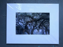 Live Oak, Spring Island '74991'