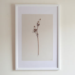 Acorn Branch 2