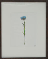 Flower Study