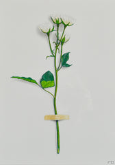White Flower Study 2
