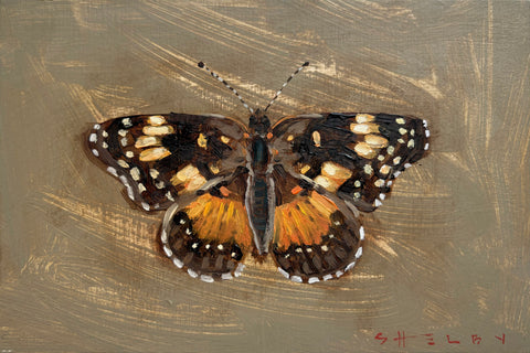 Bordered Patch Butterfly