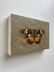 Bordered Patch Butterfly