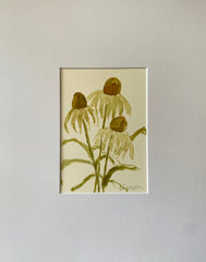 Coneflower