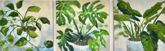 Elephant Ear