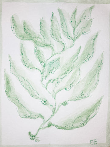 Green Sea Kelp No. 2
