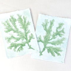 Green Seaweed No. 1