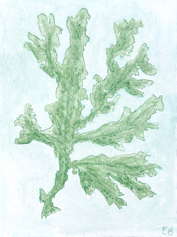 Green Seaweed No. 2