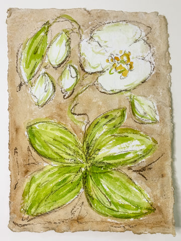 Wild Orchid on Sepia No. 1