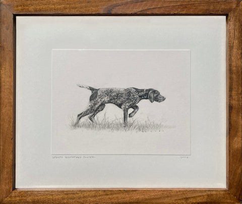 German Shorthaired Pointer