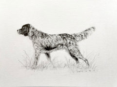 English Setter