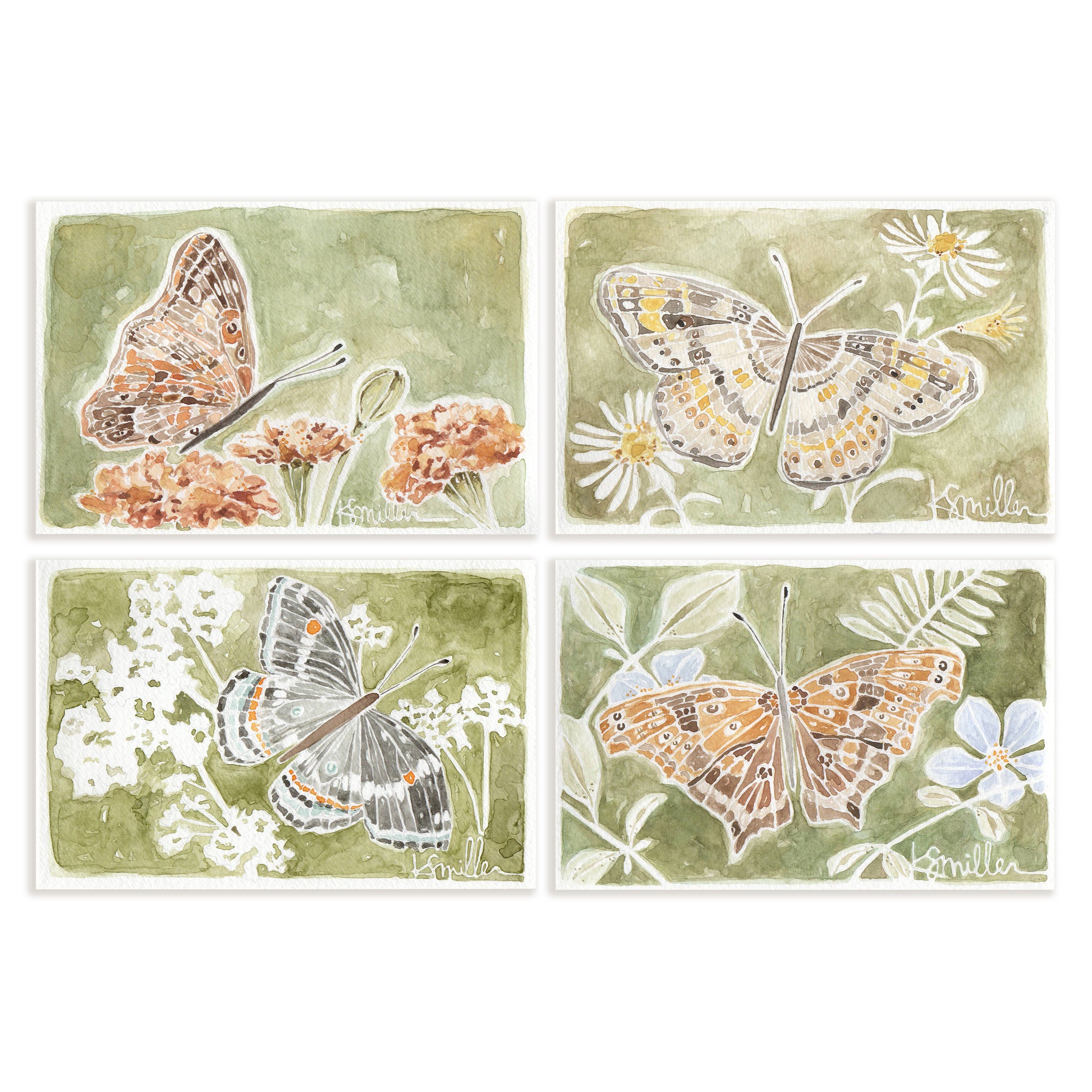 Butterflies 034