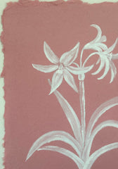 Crinum Lily 'Stars and Stripes'