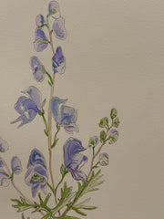 Monkshood Melody