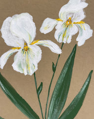 Douglas Iris