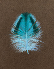 Quail Feather Blue