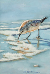 Sanderling