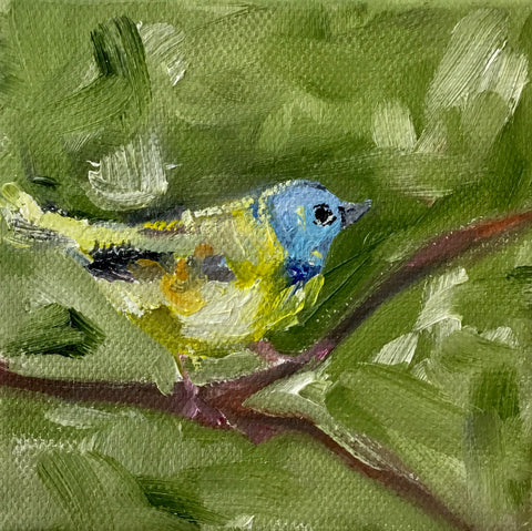 Mourning Warbler in Green