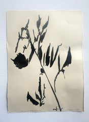 Virginia Blackberry Shadow