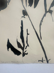 Virginia Blackberry Shadow