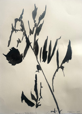 Virginia Blackberry Shadow