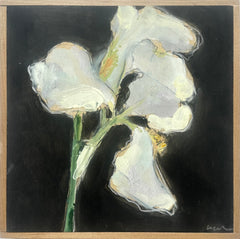 White Iris