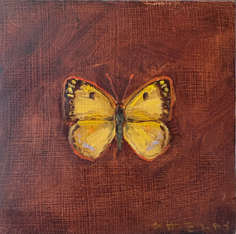 Clouded Sulphur Butterfly