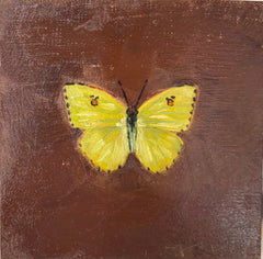 Cloudless Sulphur Butterfly