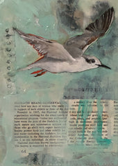 Beach Bird