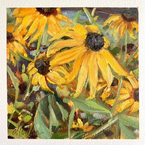 Black-Eyed Susan