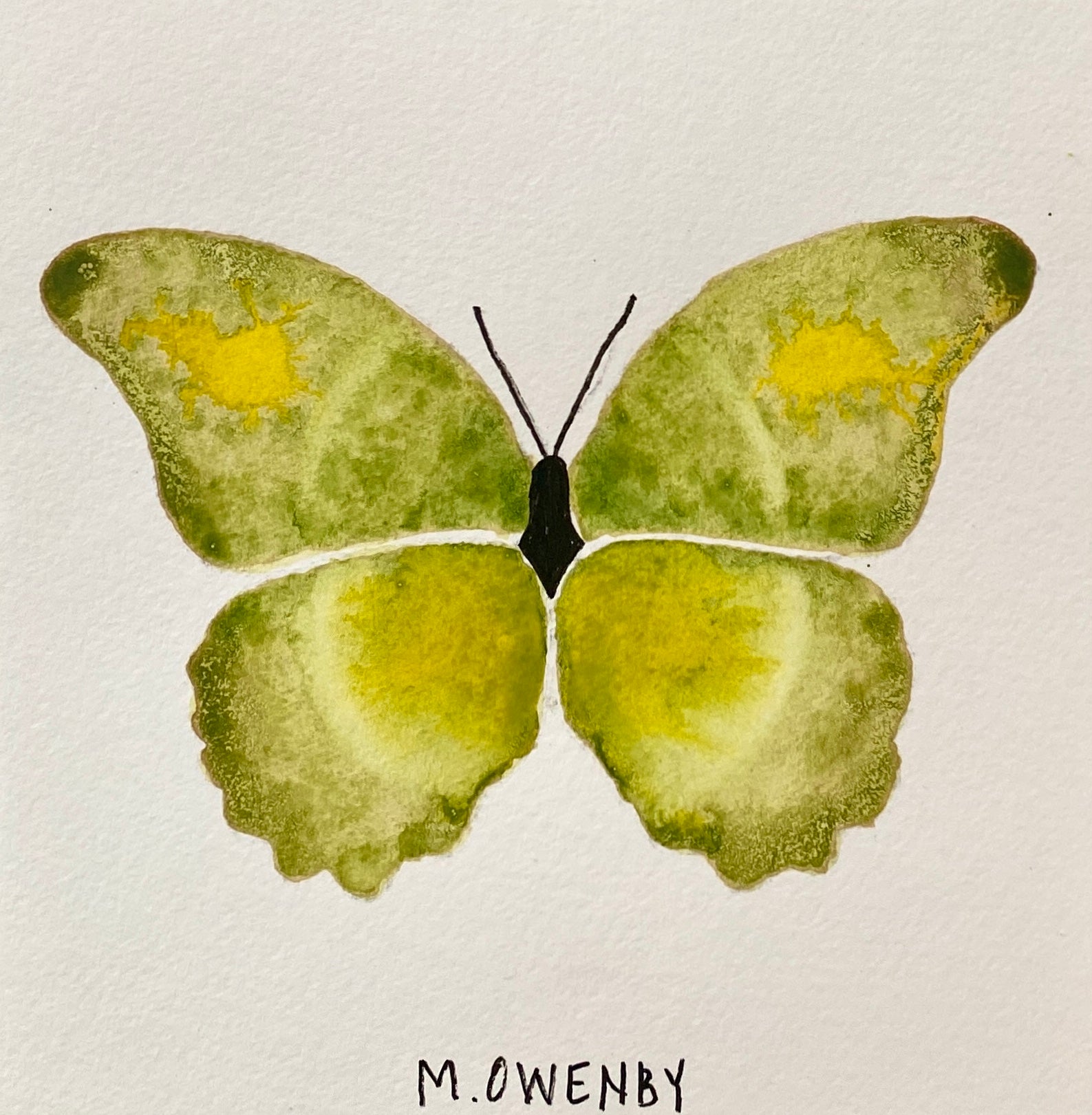 Butterfly No. 21