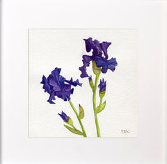 Bearded Iris