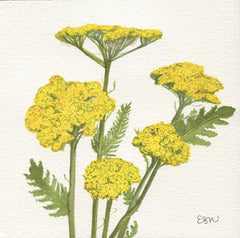 Yarrow