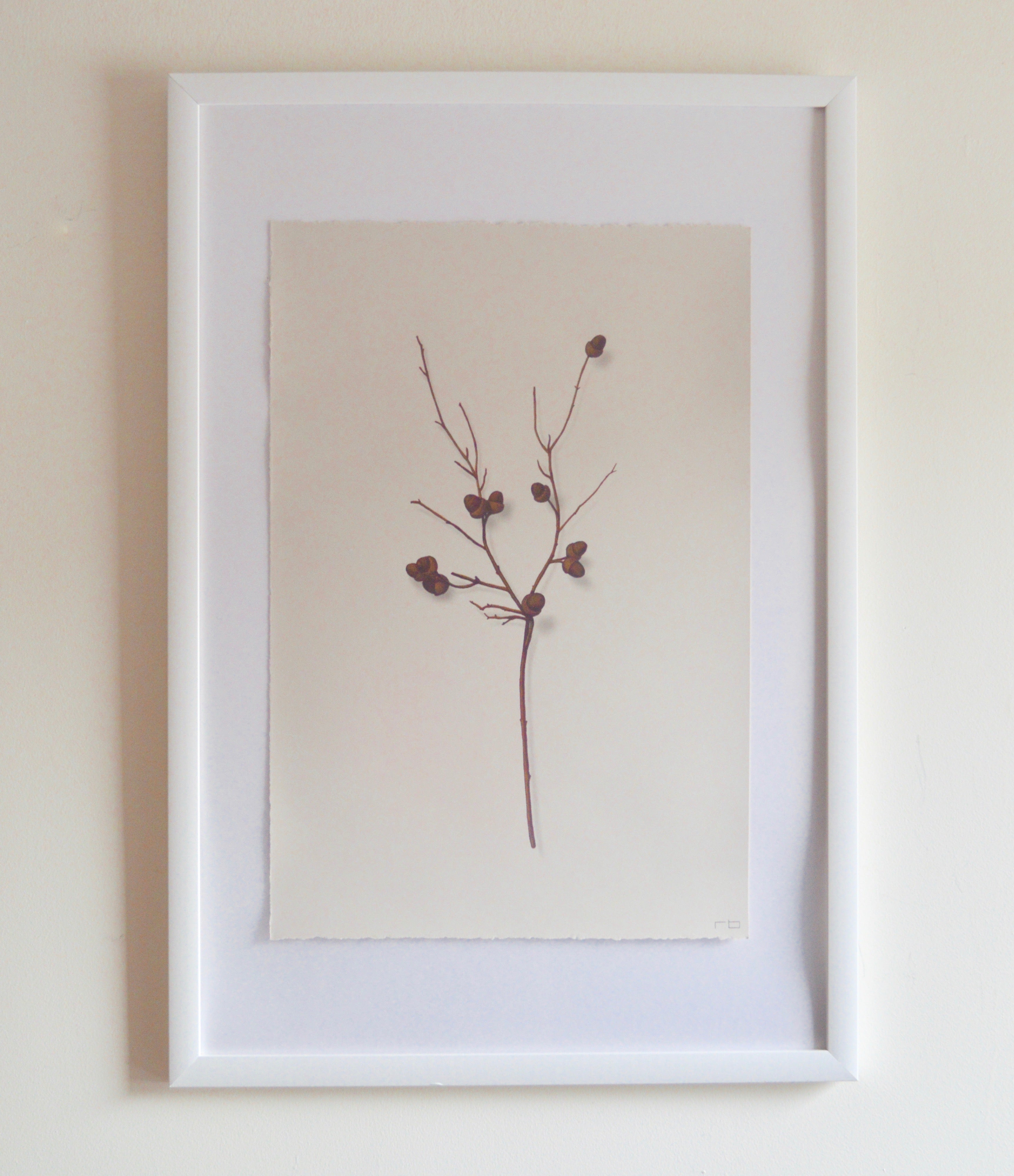 Acorn Branch 1