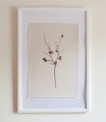 Acorn Branch 1