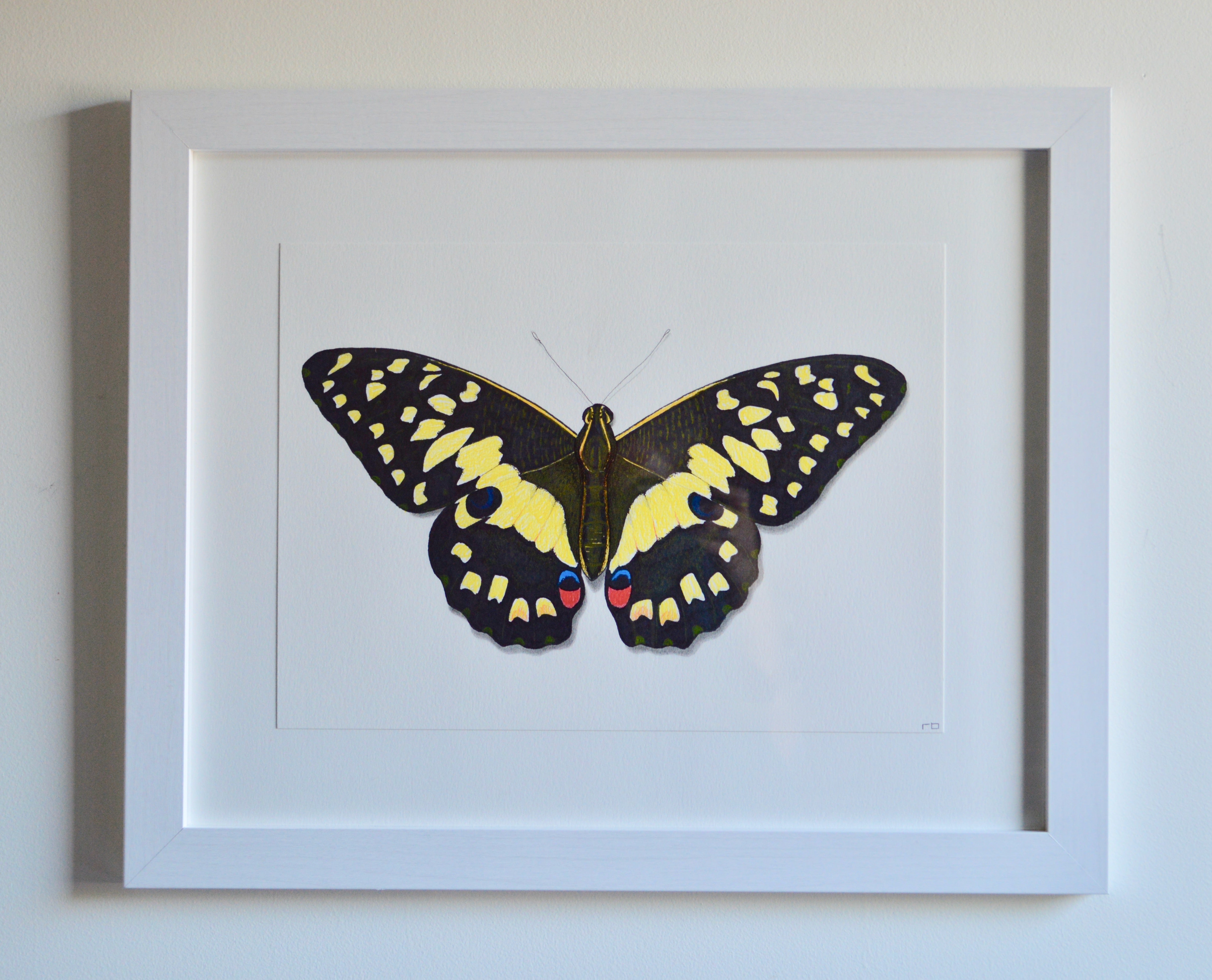 Butterfly