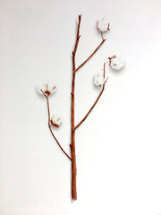 Cotton Study 1