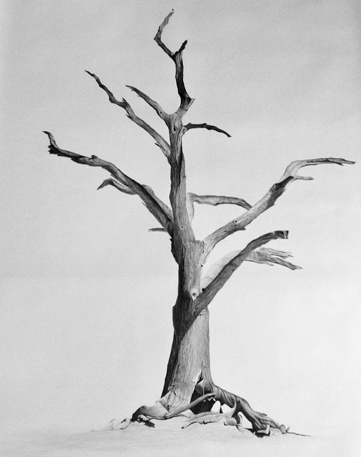 Desert Tree