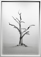 Desert Tree
