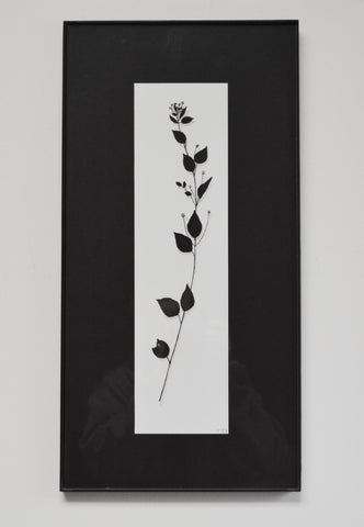 Plant Study II