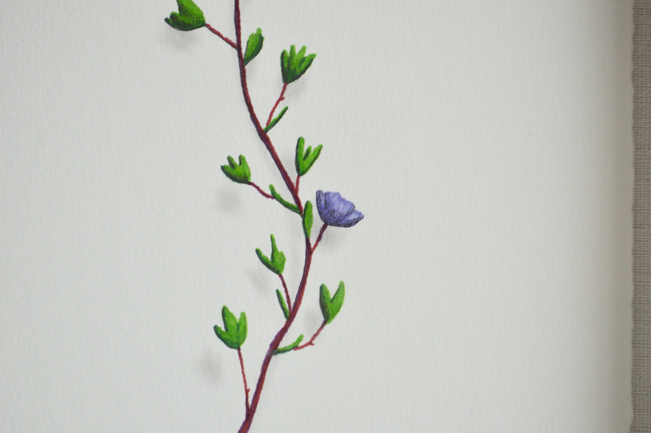 Purple Flower 2